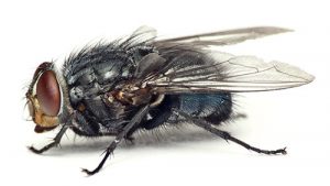 Bottle Flies