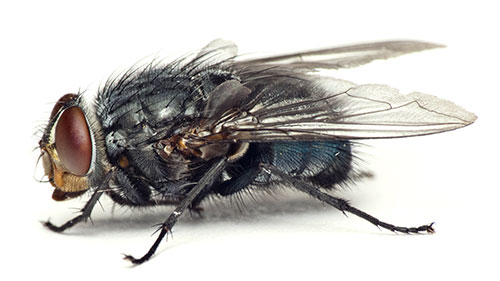 Bottle Flies