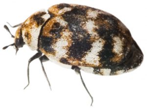 Carpet beetles pest control