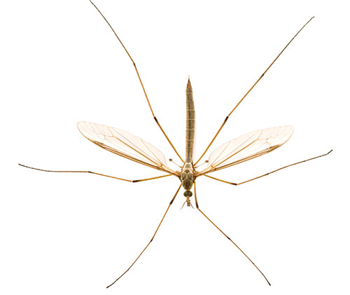 Cellar Spider