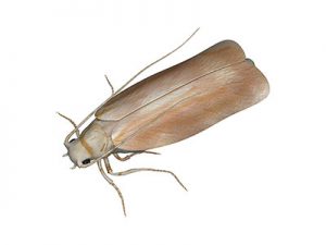 Clothes Moth pest control-sm