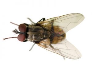 Cluster Flies