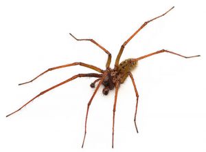 Common House Spider