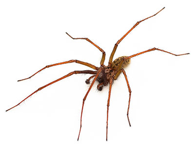 Spiders