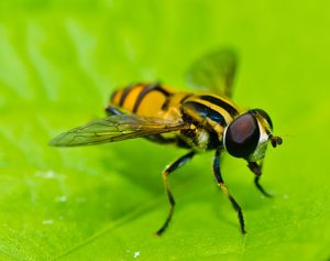 Fruit Flies