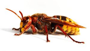 hornets pest control