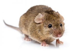 House mouse pest control
