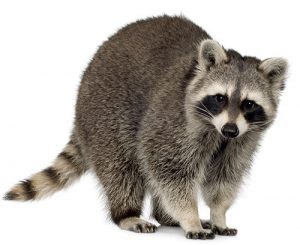 Raccoons pest control