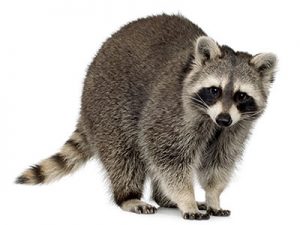 Raccoons pest control