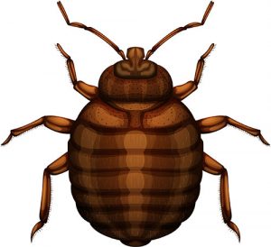 bed bugs pest control