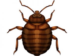 bed bugs pest control