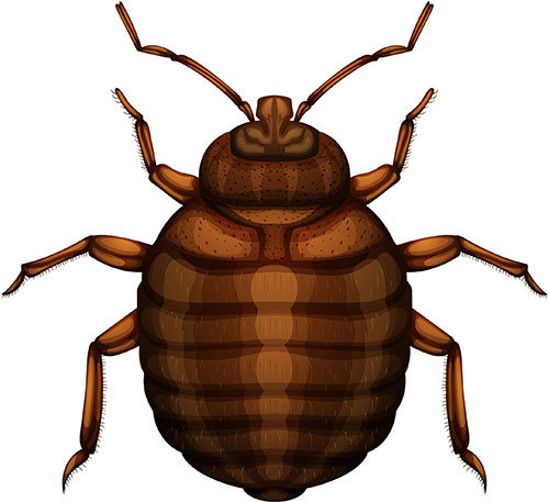bed bugs pest control