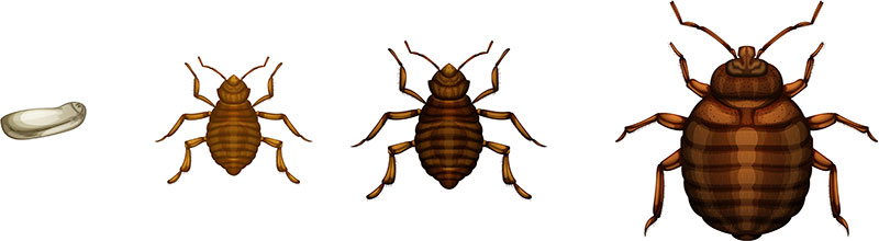 bed bugs stages