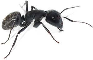 carpenter ants pest control vancouver