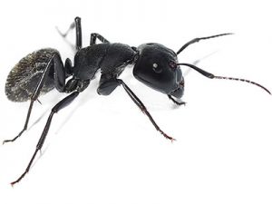 carpenter ants pest control