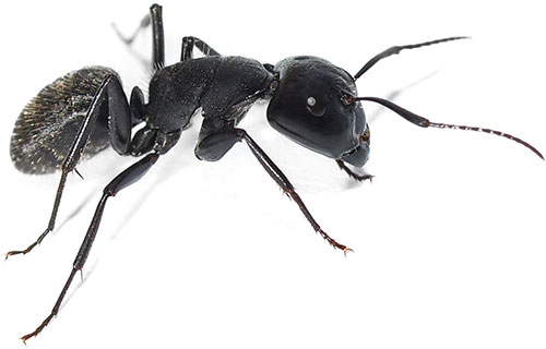 carpenter ants pest control vancouver