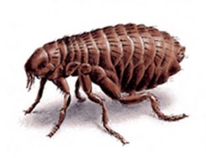 cat & dog flea