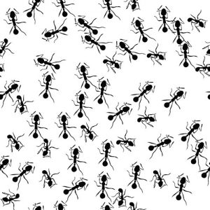pavement ants pest control