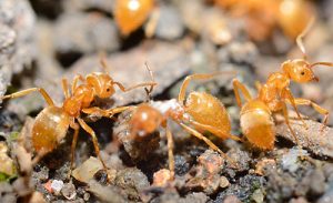 pharaoh ants pest control vancouver