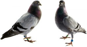 pigeons pest control
