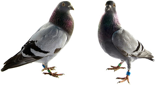 pigeons pest control