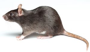 rat pest control