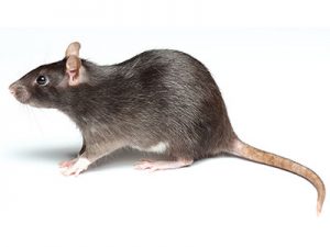 rat pest control
