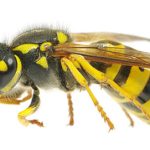 wasp pest control