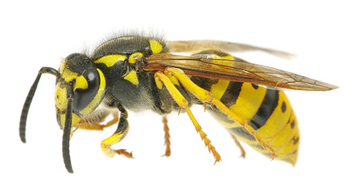 wasp pest control