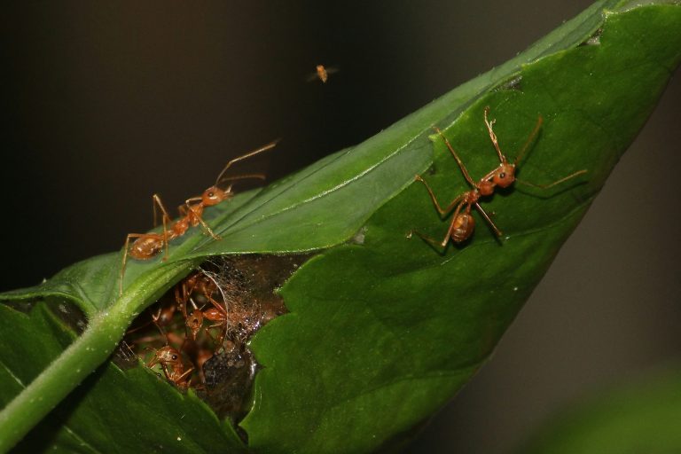 Don’t Let Pests Take Over: The Hidden Dangers of Ignoring Infestations in Vancouver Homes