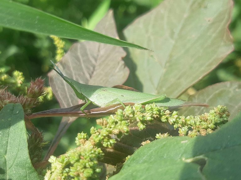 Attracting Pests: A Vancouver Homeowner’s Guide