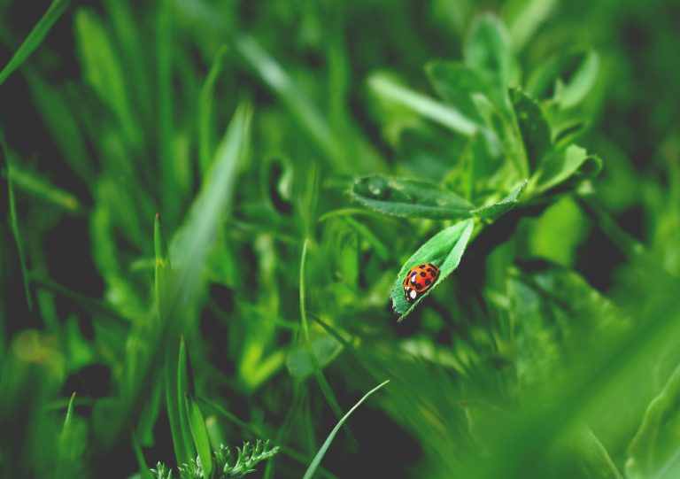 Eco-Friendly Pest Control in BC: Effective?