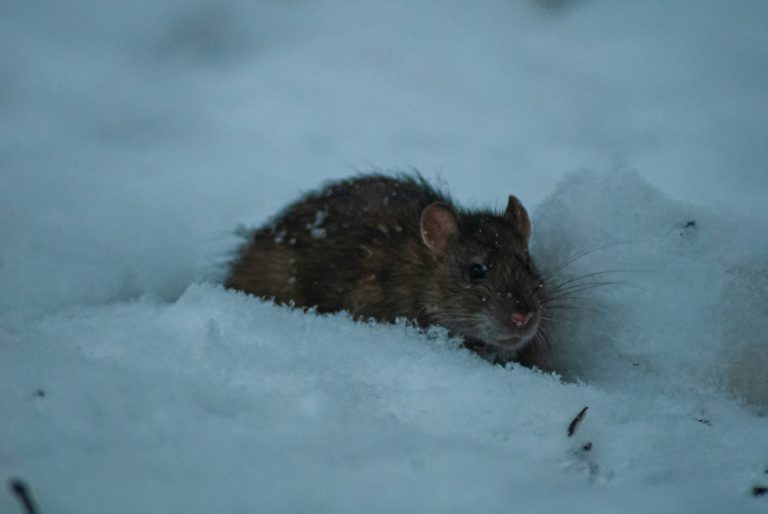 Prepare for Rodent Invasion This Fall in BC