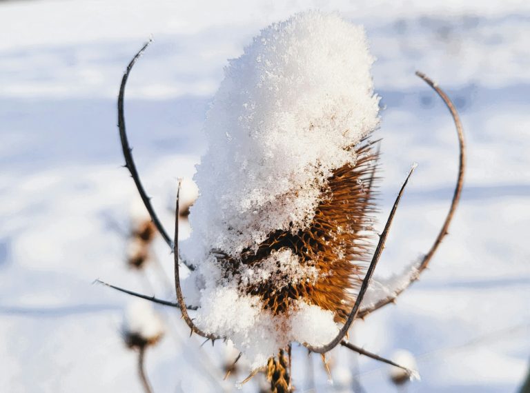 Keep Your North Vancouver Home Pest-Free This Winter