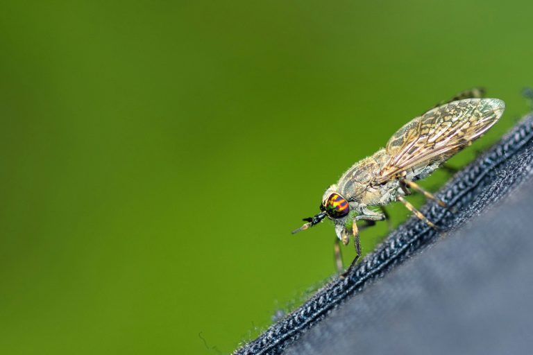Essential Spring Pest Control Checklist for Vancouver Homeowners