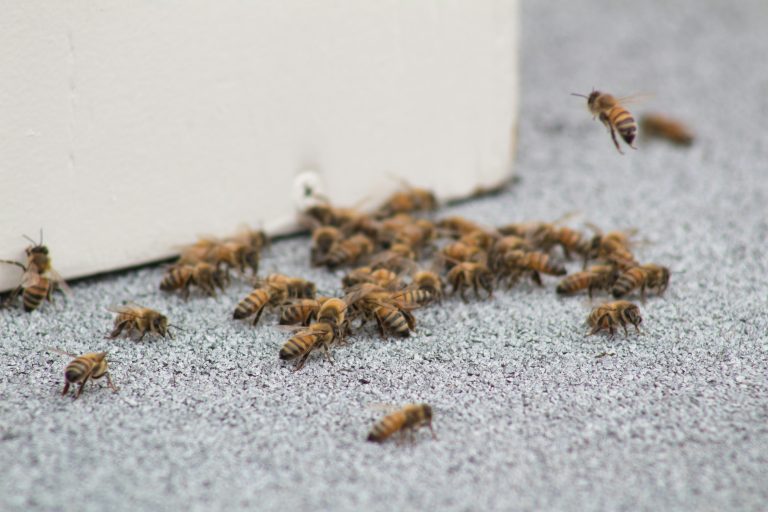 Ants Invading Your North Vancouver Home? Causes & Proven Solutions