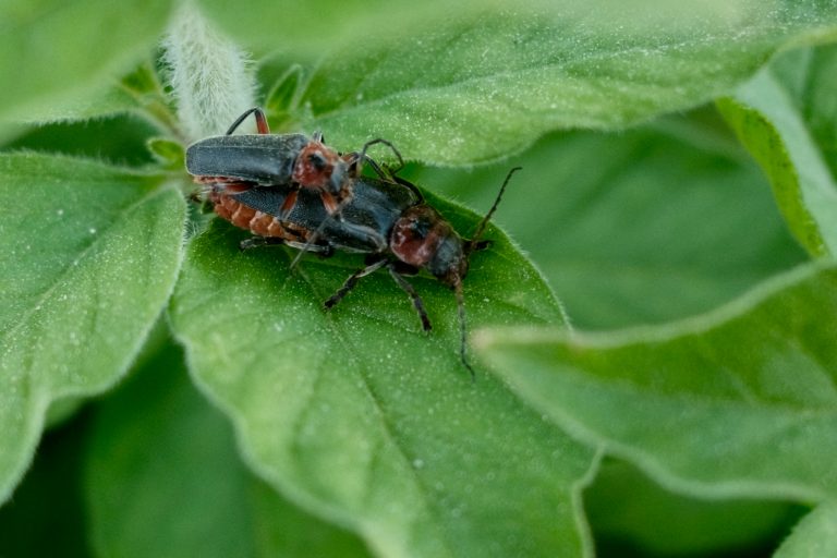 Vancouver’s Most Common Household Pests: Keep Them Out Year-Round
