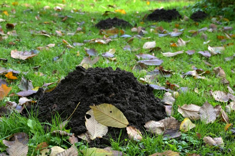 Protect Your Home: Top 10 Pest Problems in North Vancouver Homes and Fast Solutions