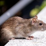 A detailed photo of a brown rat (Rattus norvegicus) on a concrete surface outdoors.