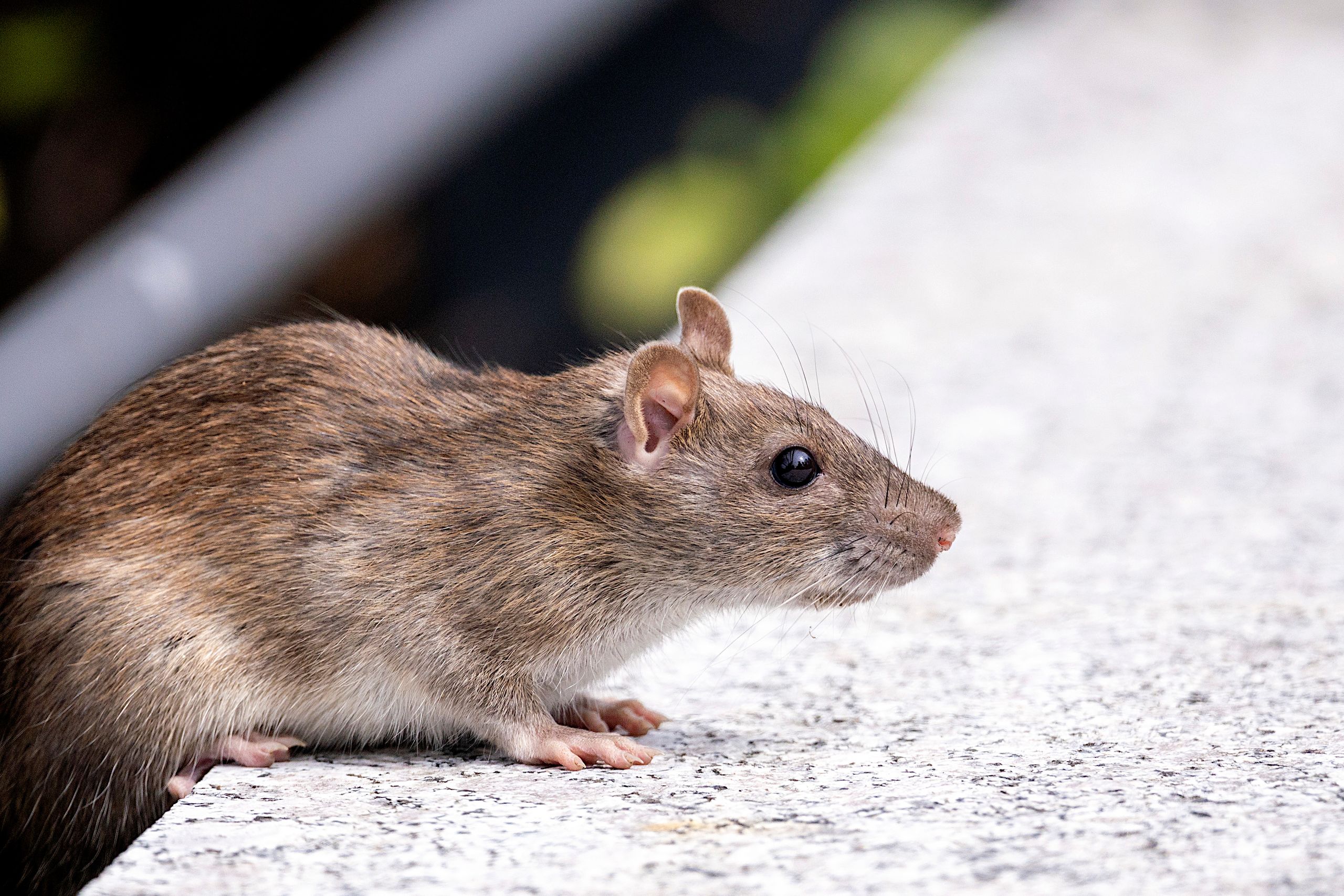 A detailed photo of a brown rat (Rattus norvegicus) on a concrete surface outdoors.
