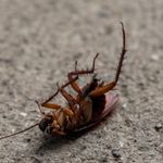 Macro shot of a dead cockroach lying on its back on concrete surface.